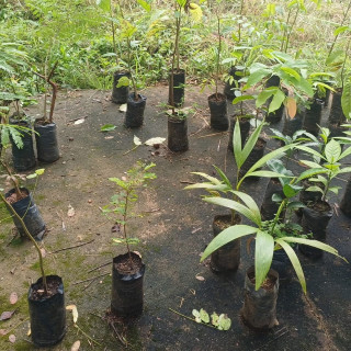 Mudas de árvores do projeto Espaço Aberto