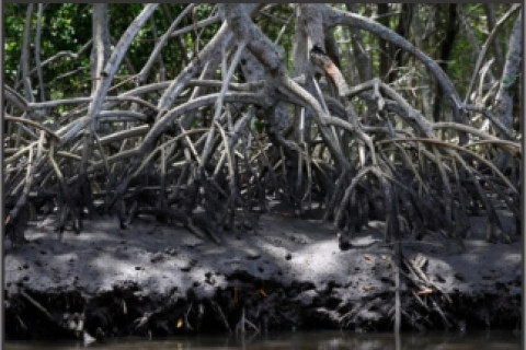Três estados brasileiros se unem a movimento global de preservação dos manguezais